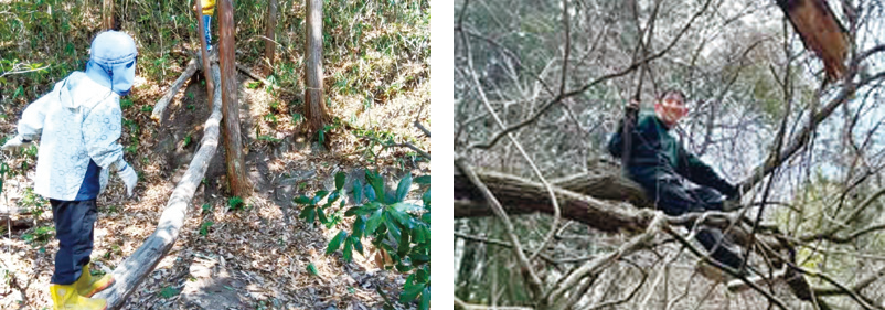 木登り